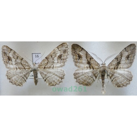 Alcis deversata (Staudinger, 1892) pair Czech16